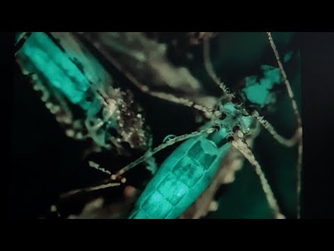 How viruses enter the body’s cells | Knut and Alice Wallenberg Foundation