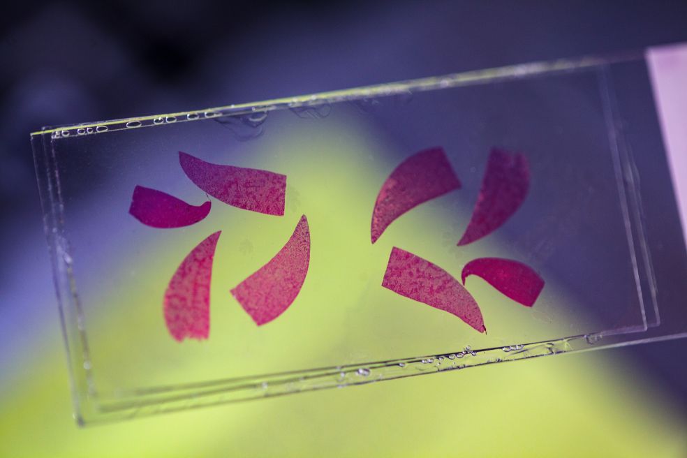 Rosa mönster i en transparent platta mot en lila-grön bakgrund.