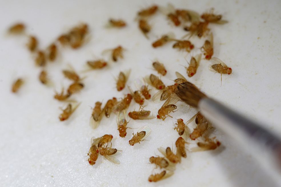 Röda fruktflugor spridda över en vit yta med en pensel.