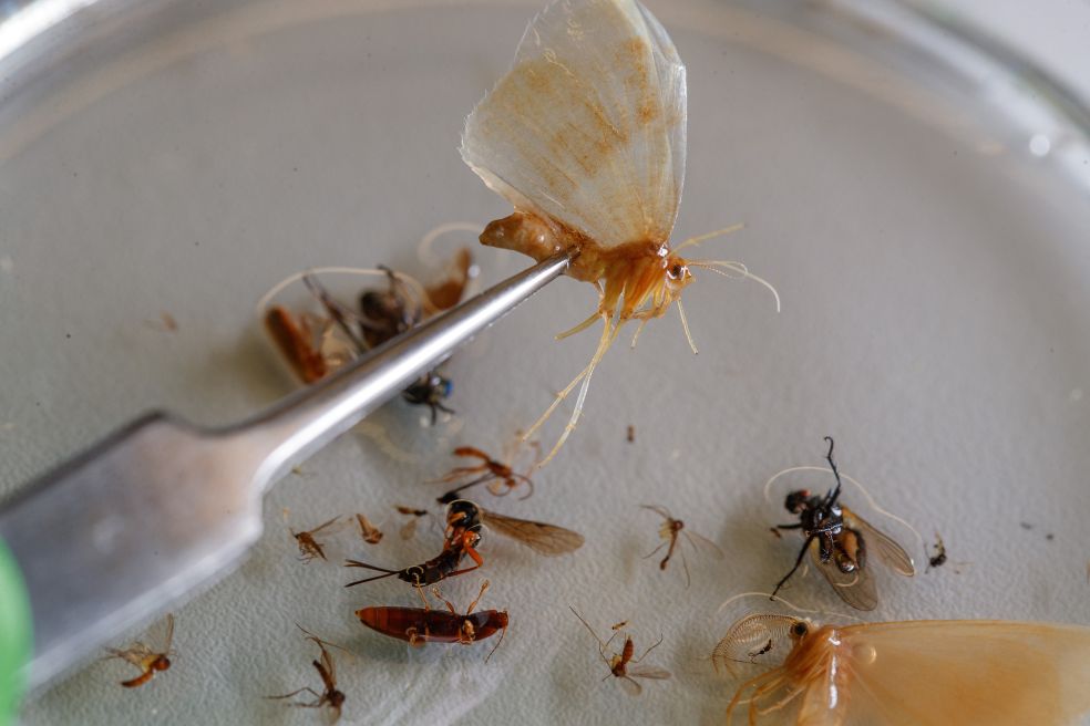 Insekter på ett fat, med en pincett som håller en färgglad fjäril ovanför.
