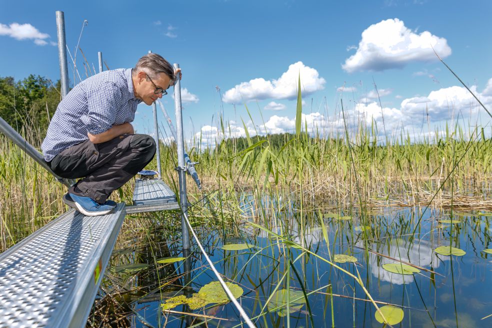 Man lutar sig framåt över en brygga och ser på vattnet bland växande vegetation.