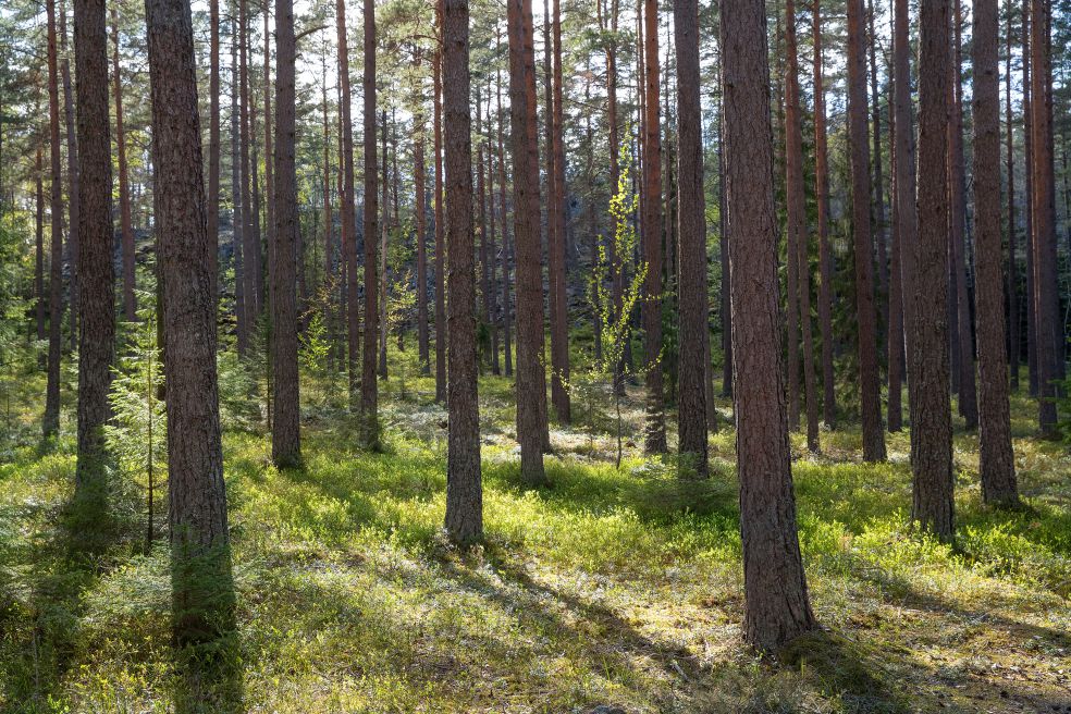 A Holistic Approach To Tree Dna And Environment 