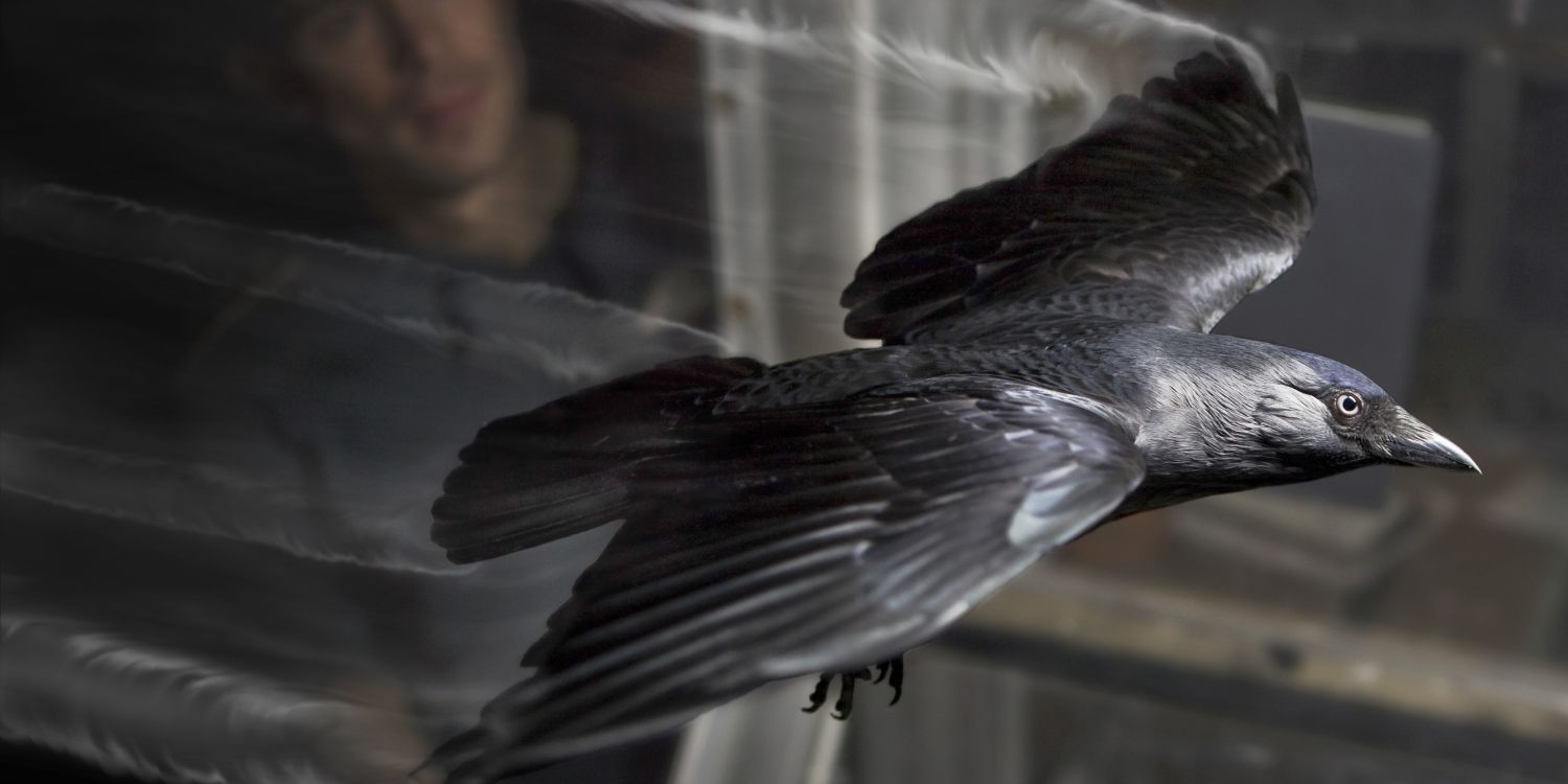 Bird 