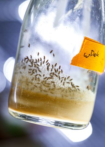 Flaska med gyllene vätska och små insekter nedanför.