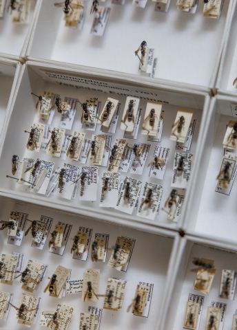 Samling av insekter i lådor med etiketter, organiserade i flera rader.