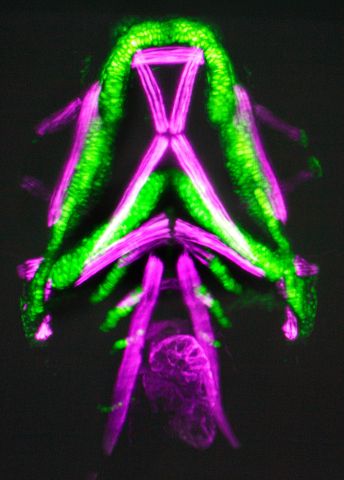 Färgglad mikroskopisk bild av en organism med gröna och lila strukturer.
