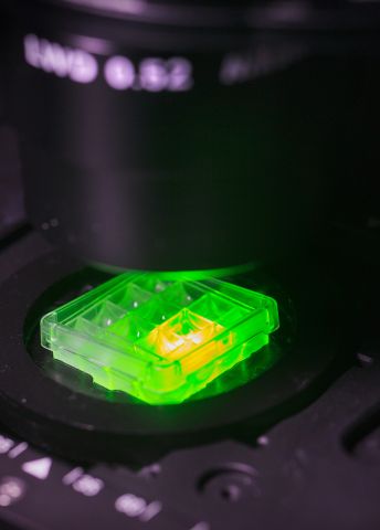 Grön fluorescerande provplatta under ett mikroskop.