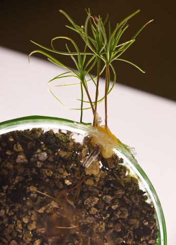 planta-tunlid-2-nv_0.jpg