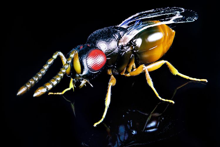 Detaljerad närbild av en färgglad insekt med svarta och gula nyanser.