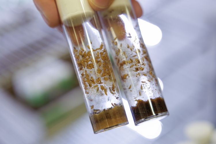 Två vakuumrör med bruna partiklar och sediment i bakgrunden.