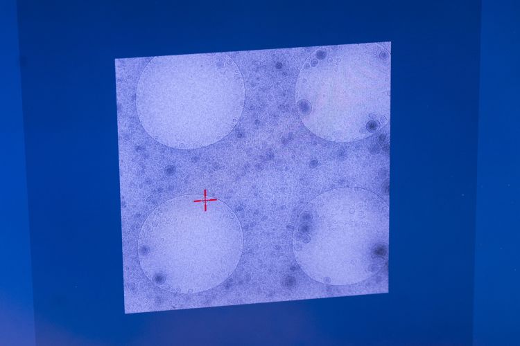 Fyra cirklar på en strukturerad bakgrund med en central korsmarkering.