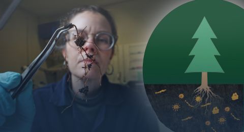 Kvinna med glasögon undersöker rötter med pincett, illustration av träd till sidan.