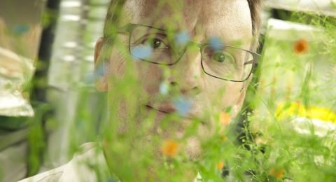 hennig-blommor.jpg